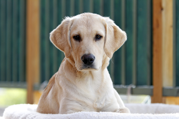 Yellow Labrador Retriever Puppy