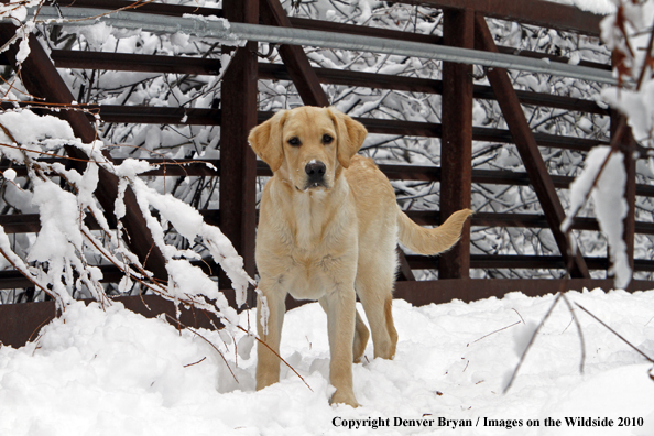 Yellow Labrador Retriever Puppy in the snow