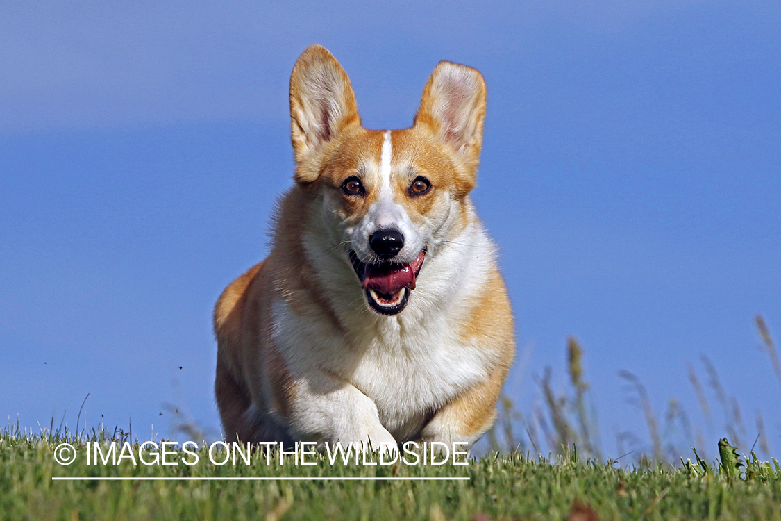 Welsh Corgi running in the grass.