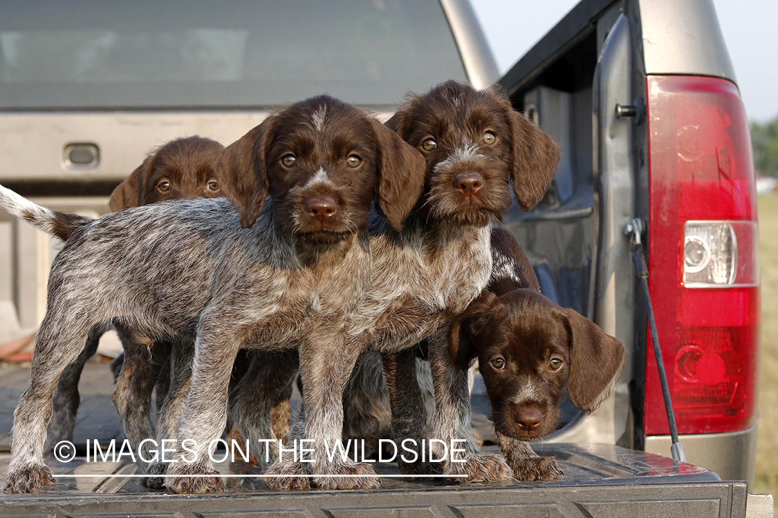 Wirehaired Pointing Griffon puppies in bed of pickup.