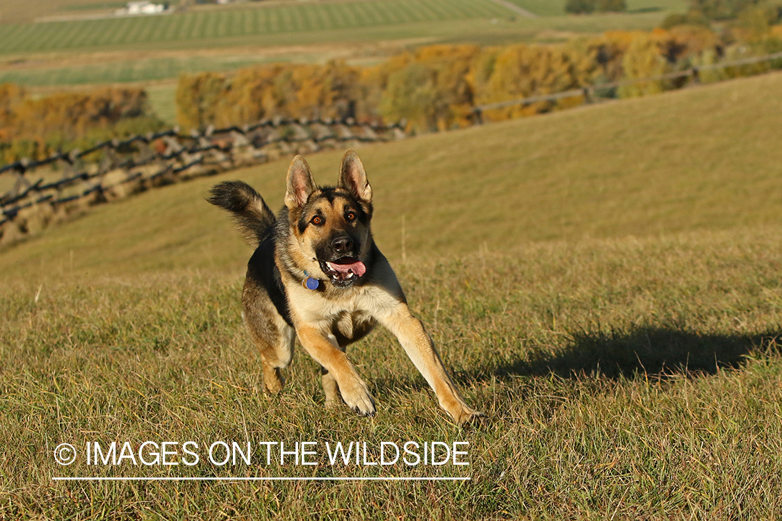 German Shepherd chasing ball.