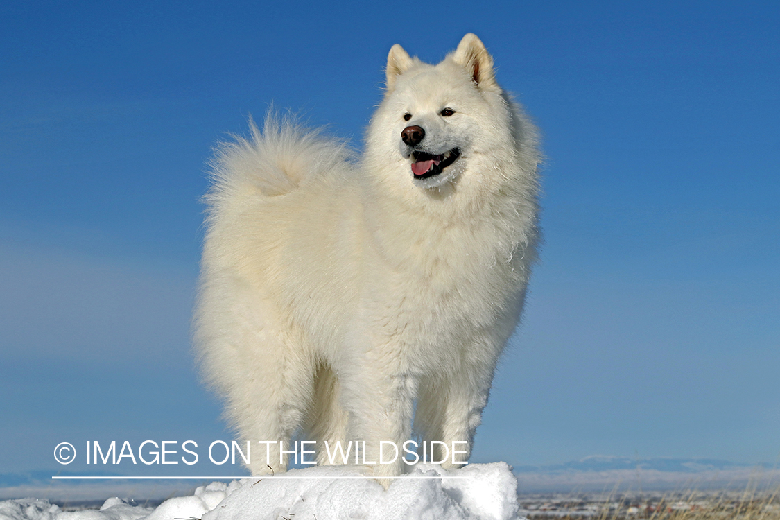 Samoyed in snow.