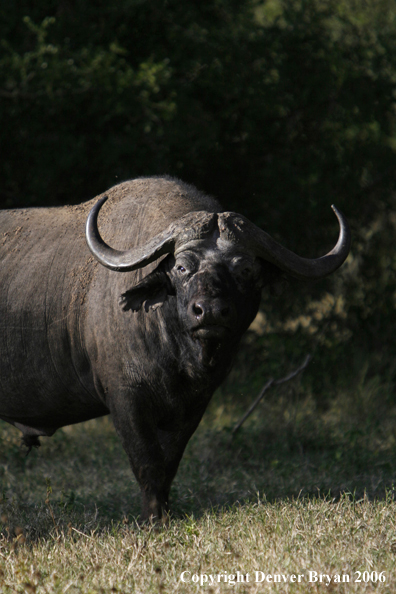African Cape Buffalo