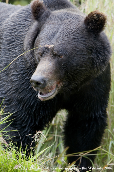 Brown bear in habitat.