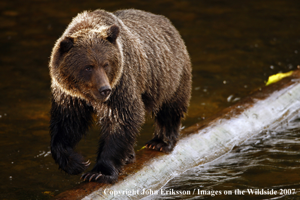 Grizzly/Brown Bear in habitat