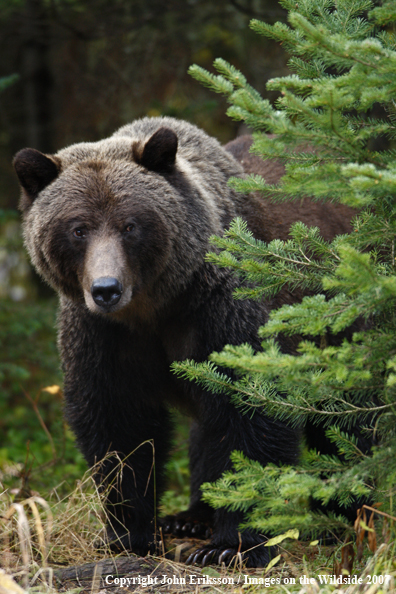 Grizzly bear in habitat