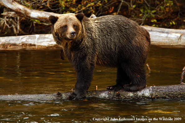 Brown/Grizzly Bear in habitat