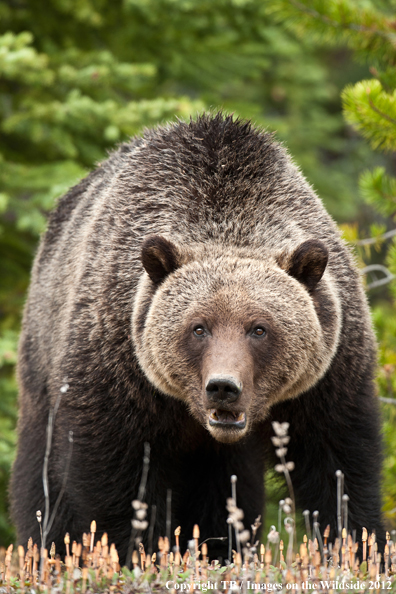 Grizzly Bear in habitat (Original Image #00060-018.27D).