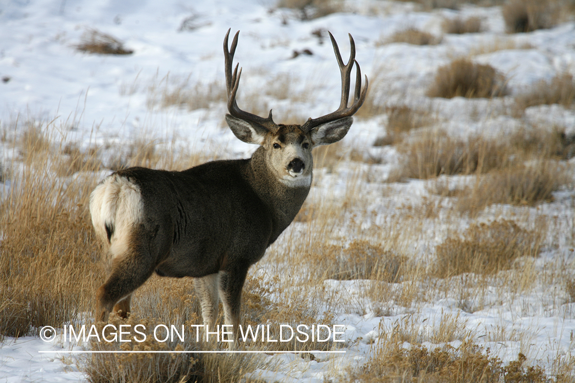 Mule deer in habitat