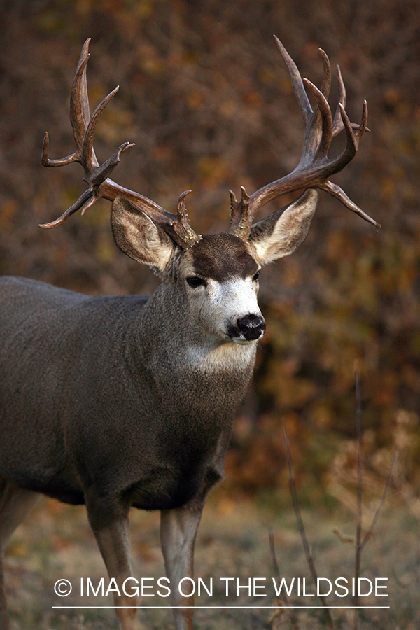 Mule deer 