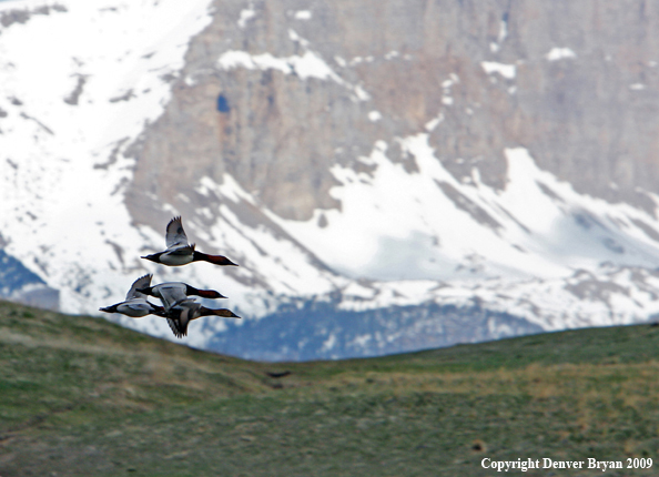 Canvasback Ducks in flight