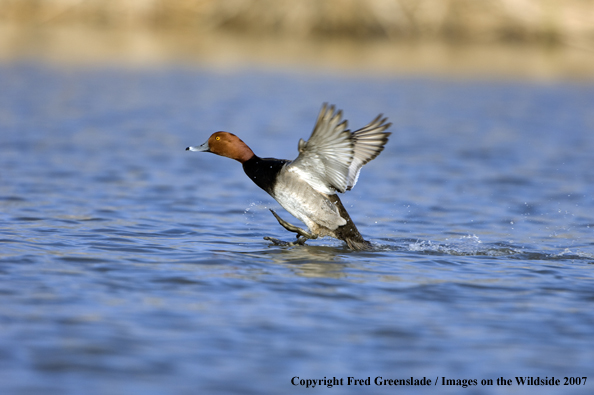 Redhead duck in habitat
