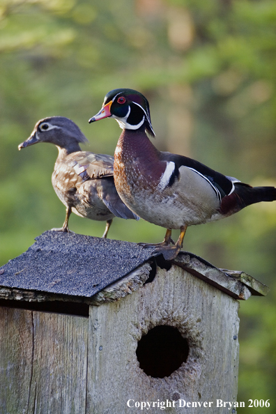 Wood duck pair on nest box.