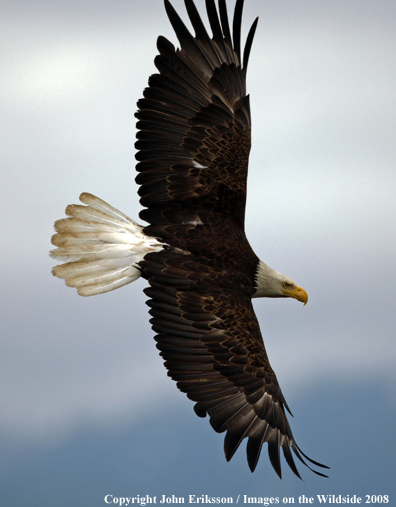 Bald Eagle flying