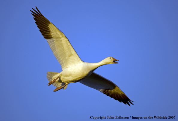 Snow goose in habitat