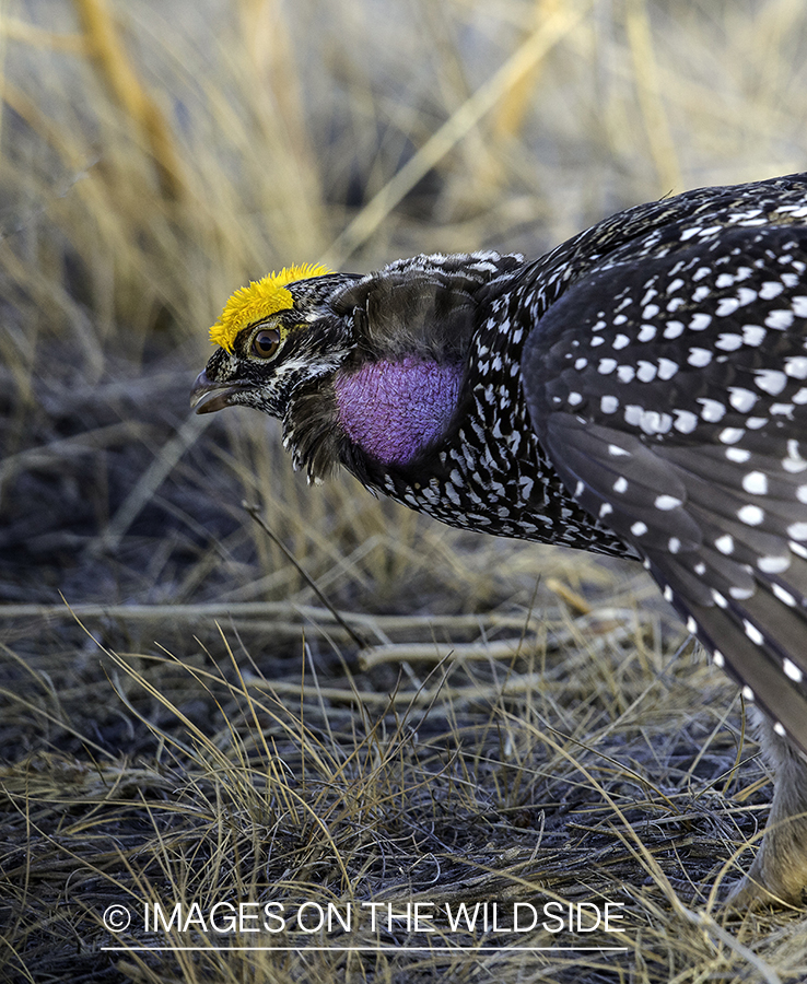 Sharp-tailed Grouse