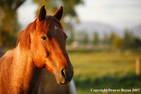 Quarter horse in field