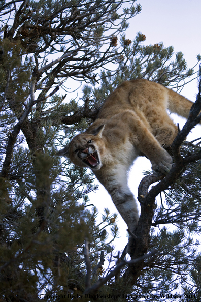Mountain Lion in tree