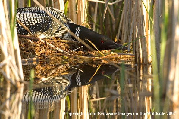 Loon on nest