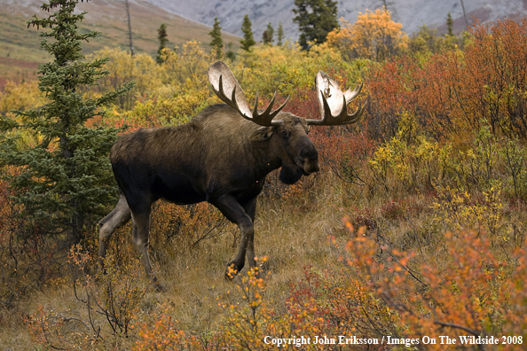 Bull Moose in Habitat