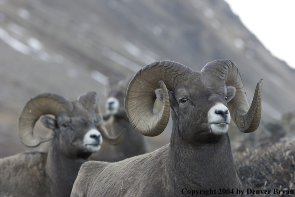 Herd of Rocky Mountain bighorn sheep (rams).