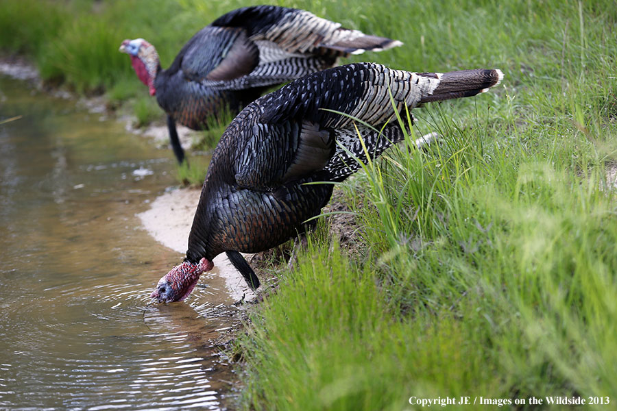 Rio Grande Turkeys in habitat. 