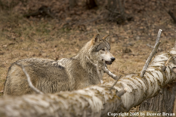 Gray wolf in habitat.