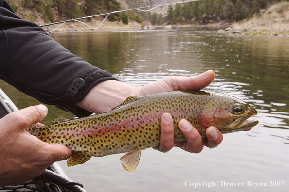 Rainbow trout being released by fisherman.