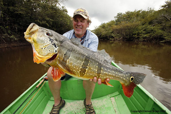 Flyfisherman holding peacock bass