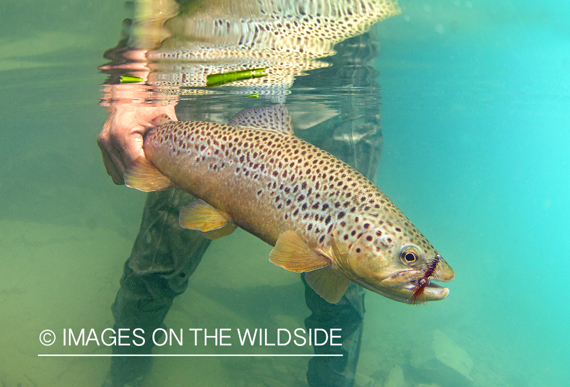 Brown Trout underwater.