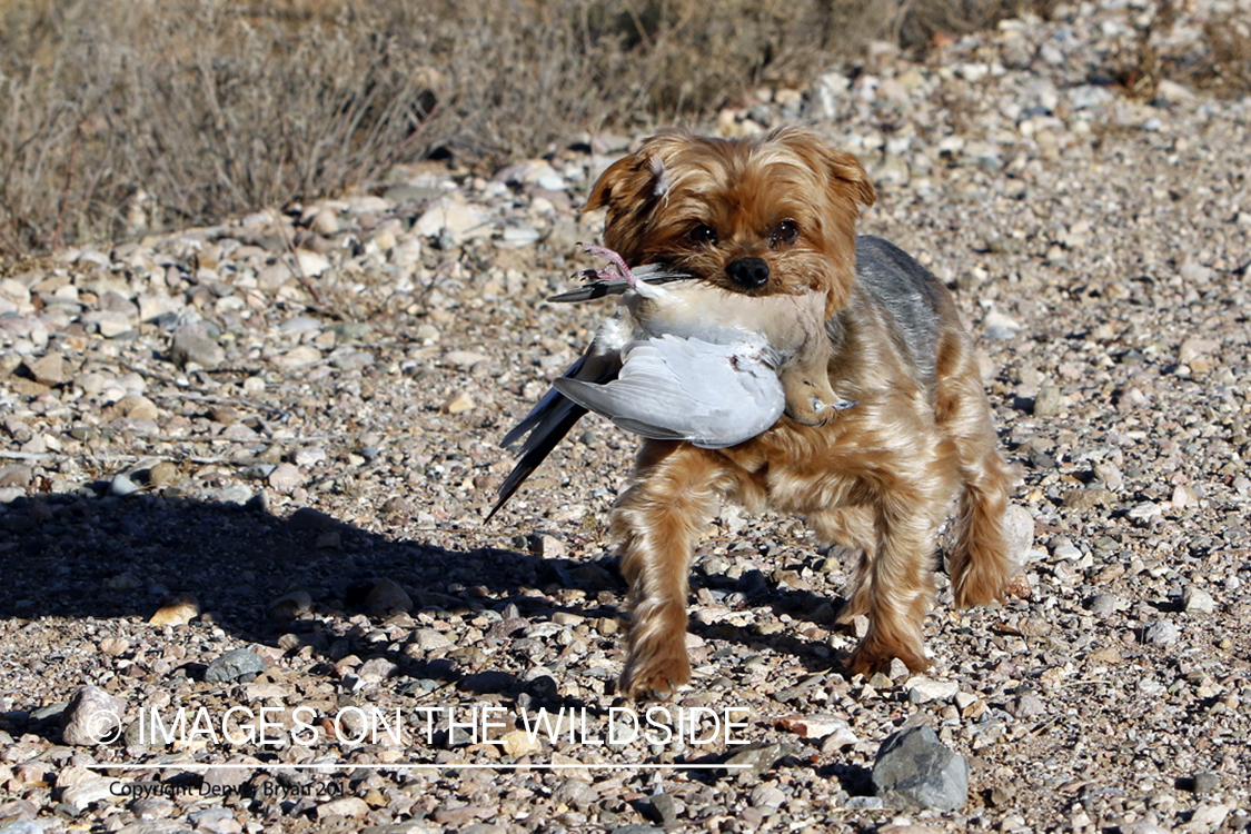 Yorkie retrieving mourning dove.