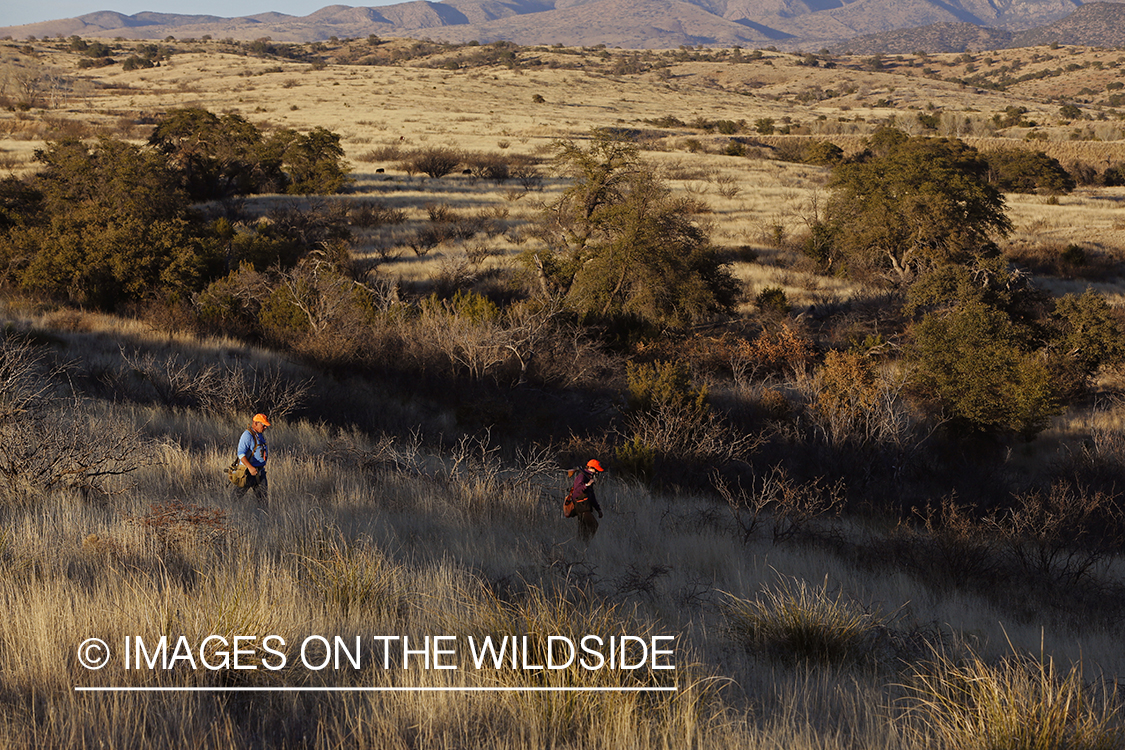 Upland game bird hunters in field.