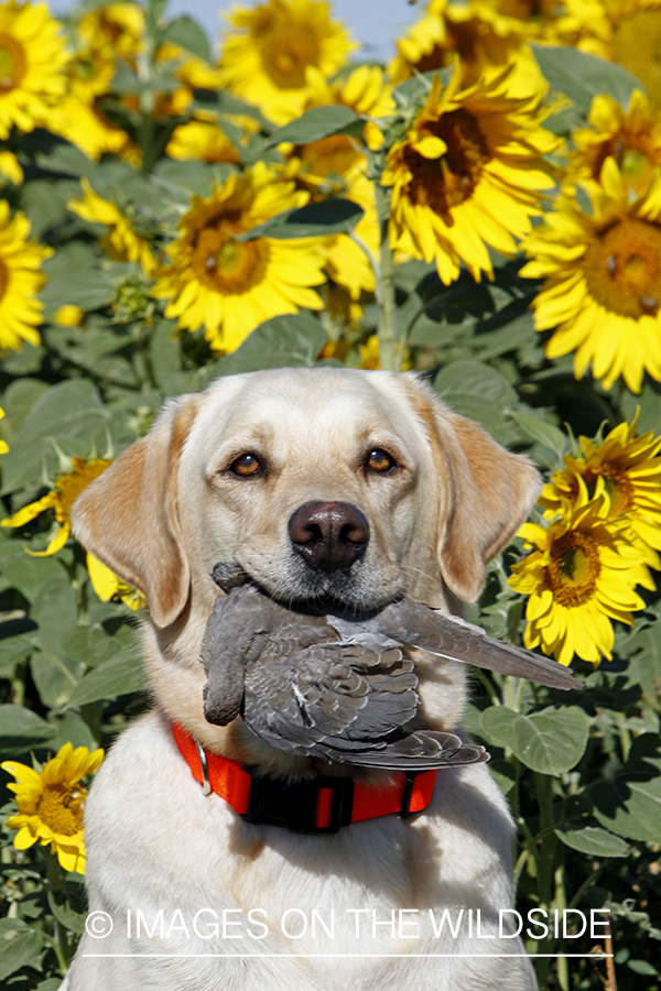 Yellow lab retrieving downed dove.