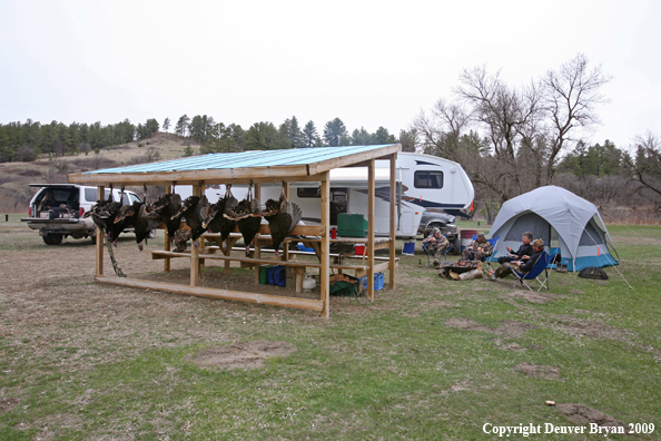 Hunters with bagged Merriam's turkeys