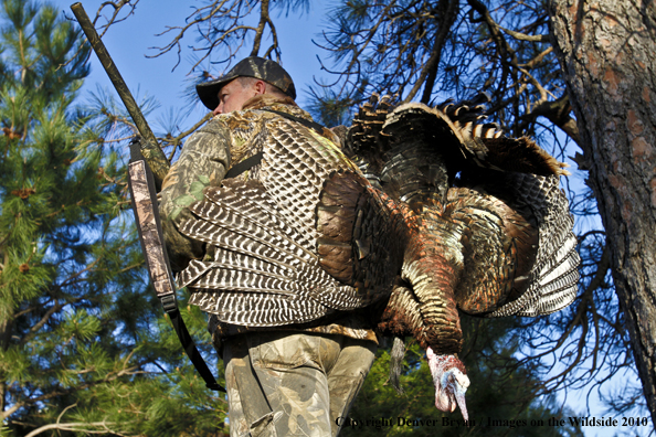 Hunter with bagged (Merriam's) turkey thrown over shoulder