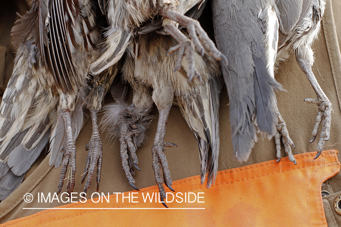 Quail hunter with bagged Gambel's Quails.