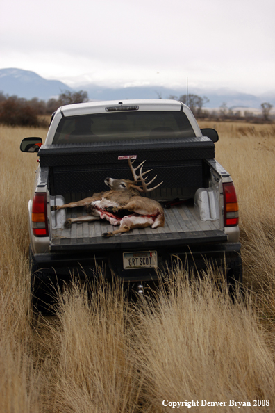 Hunter with Whitetail Deer