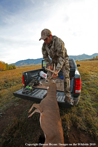 Bowhunter pulling downed white-tailed buck into pickup bed