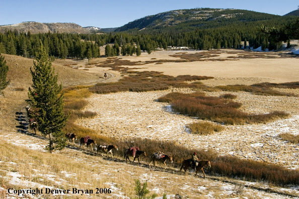 Elk hunters iwith bagged elk on horse packstring.  