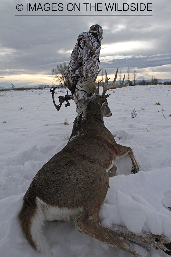 Bowhunter dragging bagged white-tailed deer.