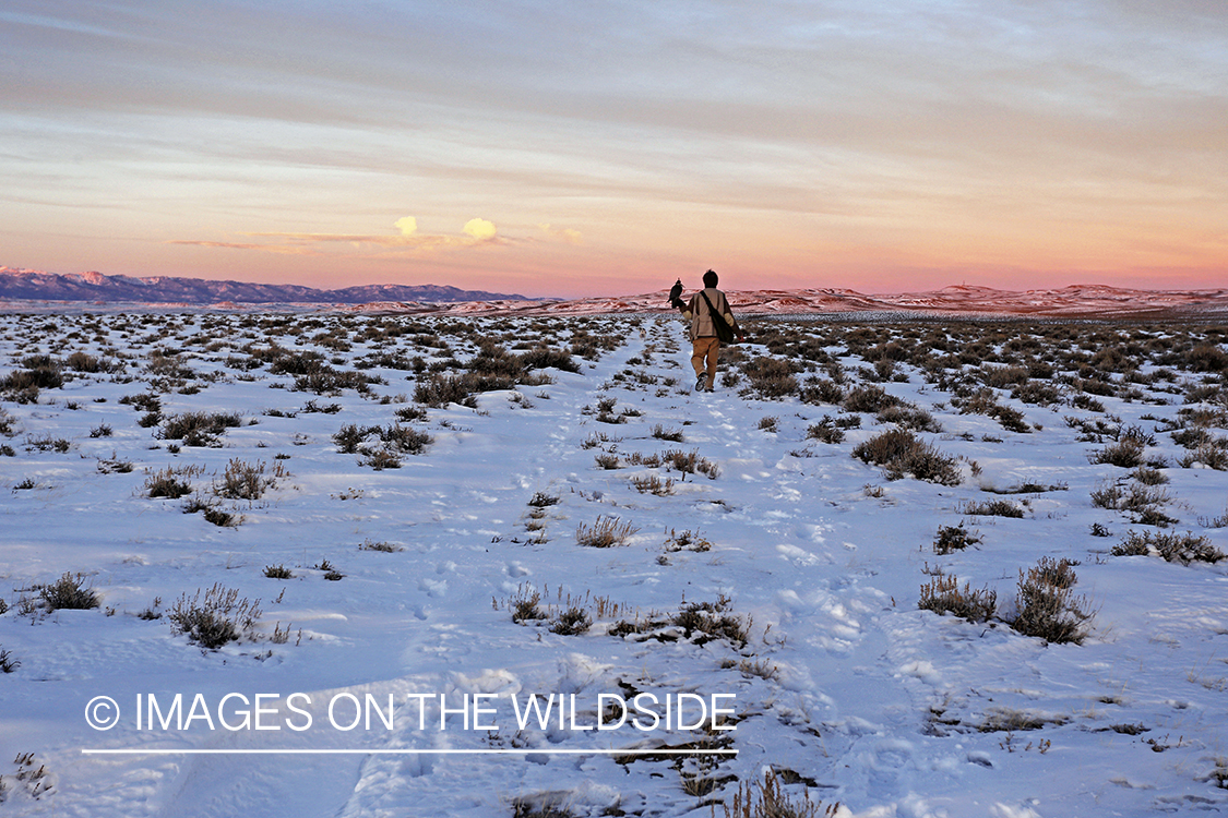 Falconer in field with gyr falcon.