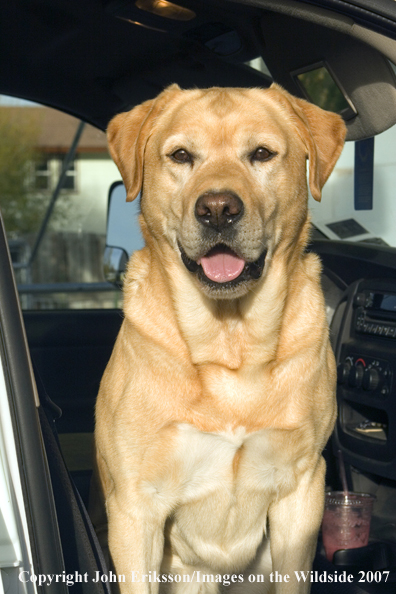 Yellow Labrador Retriever