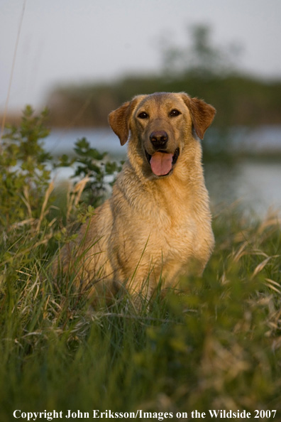 Yellow Labrador Retriever