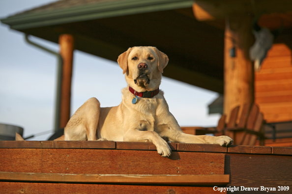 Yellow Labrador Retriever on deck