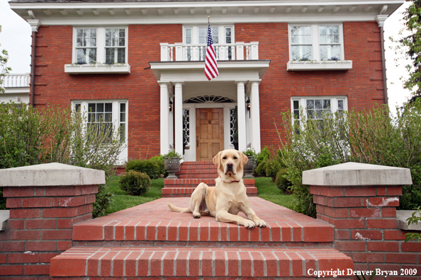 Yellow Labrador Retriever in front of house