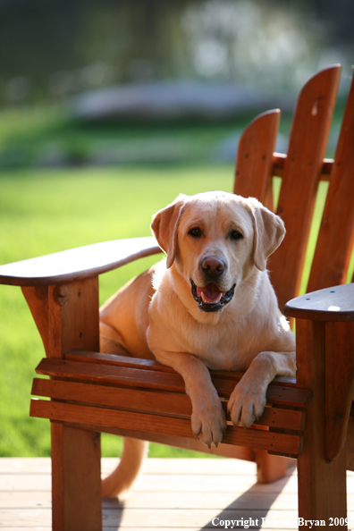 Yellow Labrador Retriever in chair