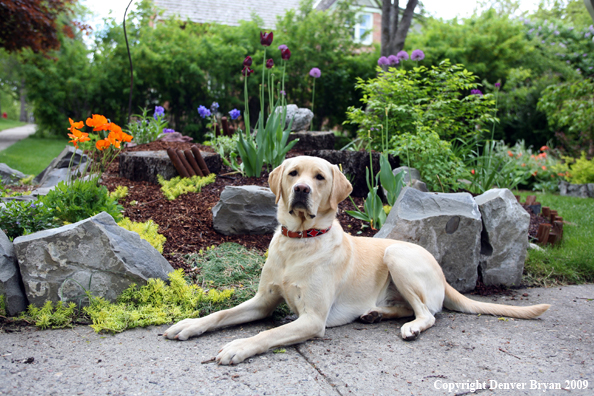 Yellow Labrador Retriever by flowers