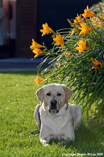 Yellow Labrador Retriever by flowers