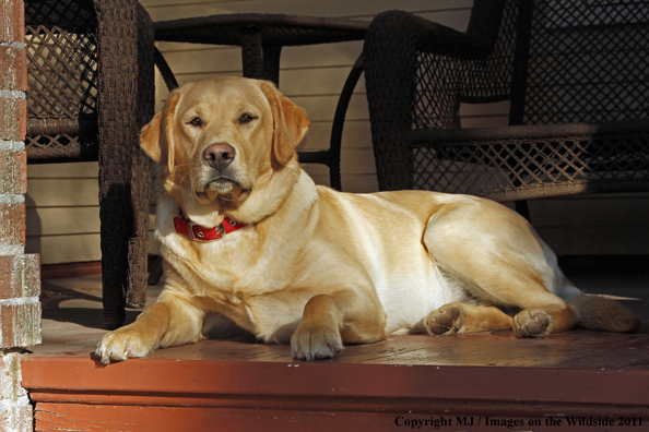 Yellow Labrador Retriever 