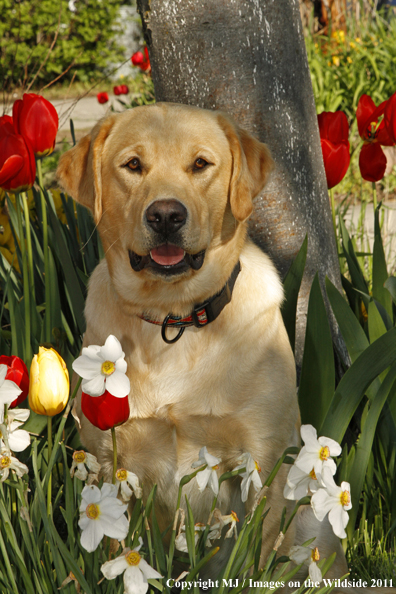 Yellow Labrador Retriever.
